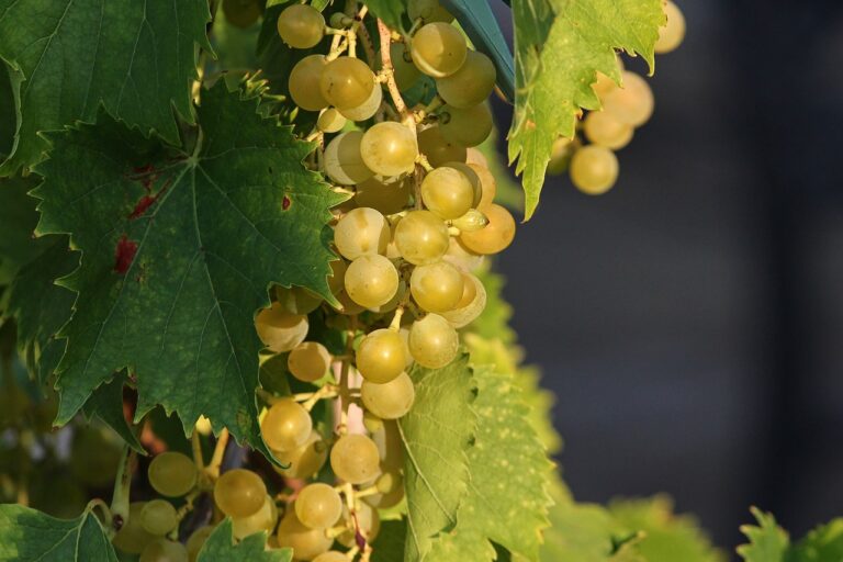 Biodiversity in Agriculture: Promoting Ecosystem Resilience on Farms